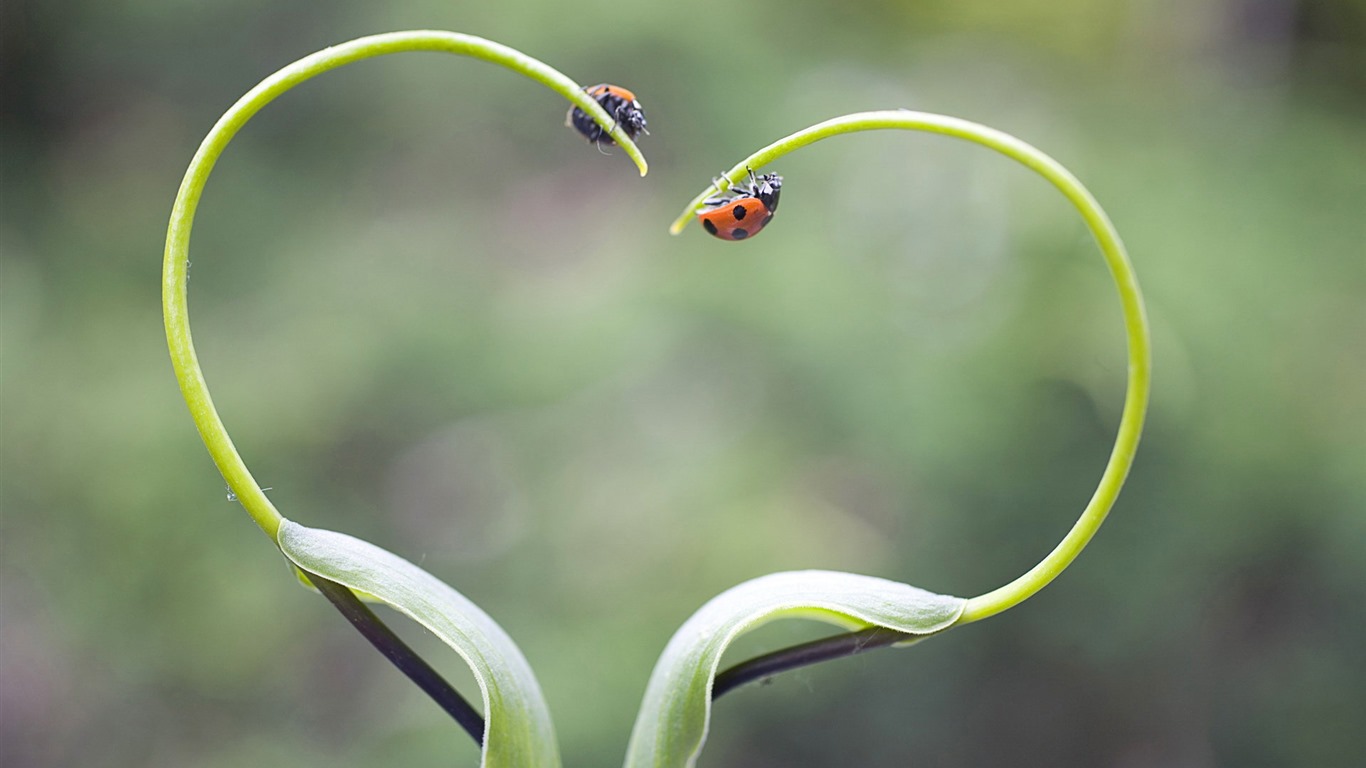 鮮花和植物春天主題壁紙 #3 - 1366x768