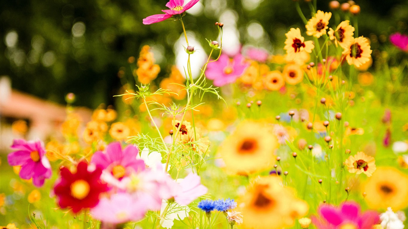 신선한 꽃과 식물을 테마로 바탕 화면을 봄 #6 - 1366x768