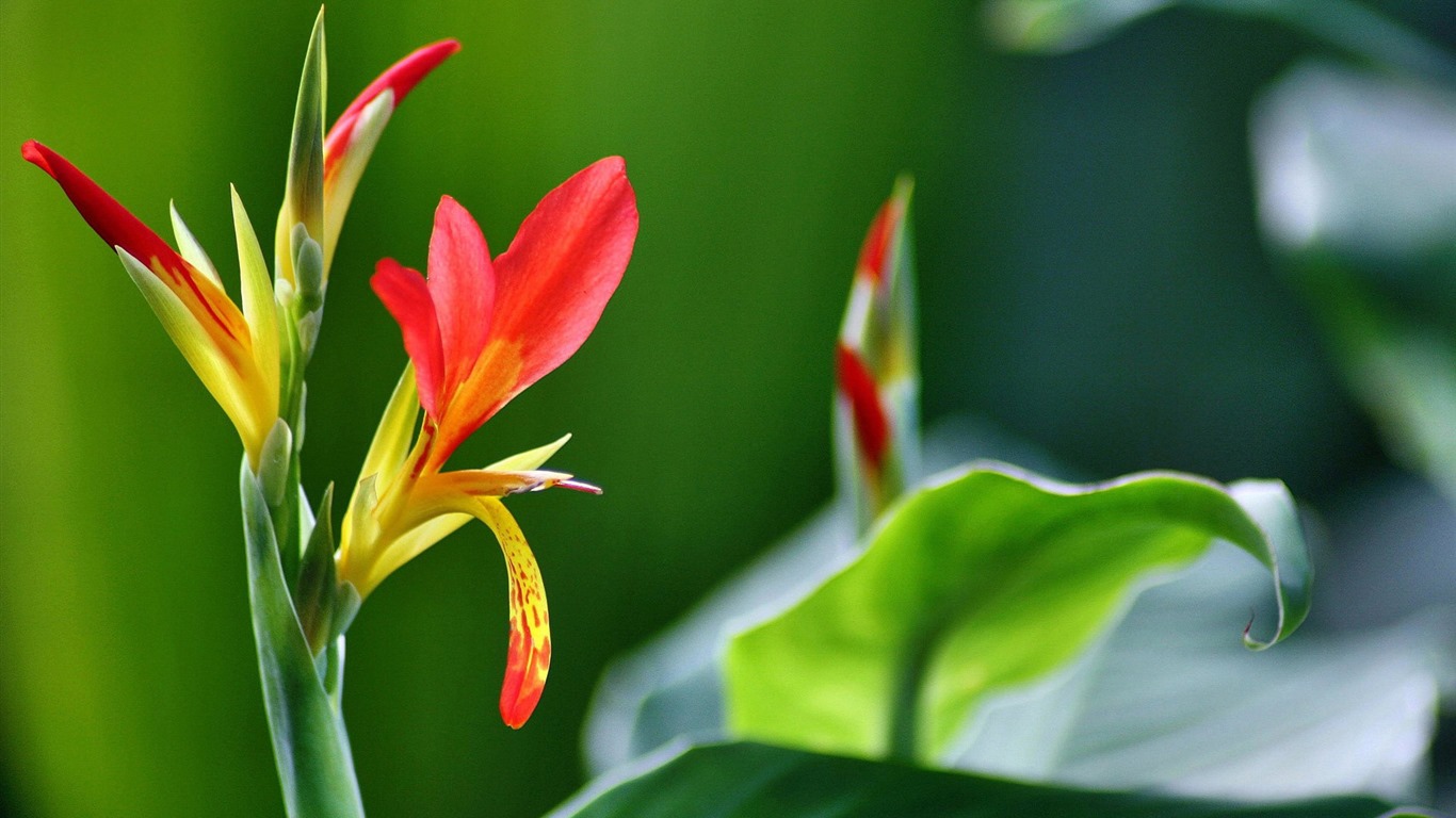 flores y plantas frescas de primavera fondos de pantalla con temas #7 - 1366x768