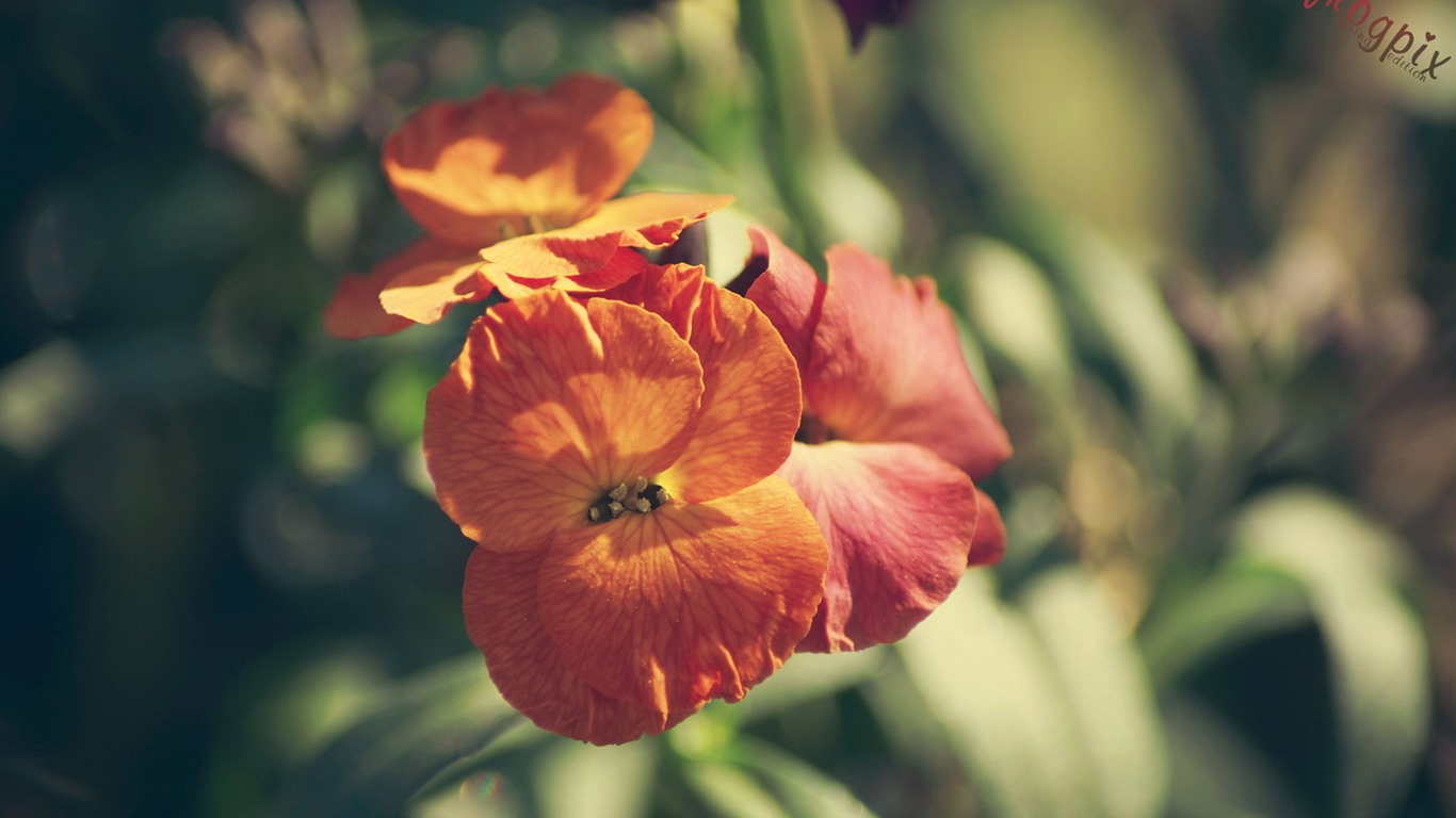 flores y plantas frescas de primavera fondos de pantalla con temas #8 - 1366x768