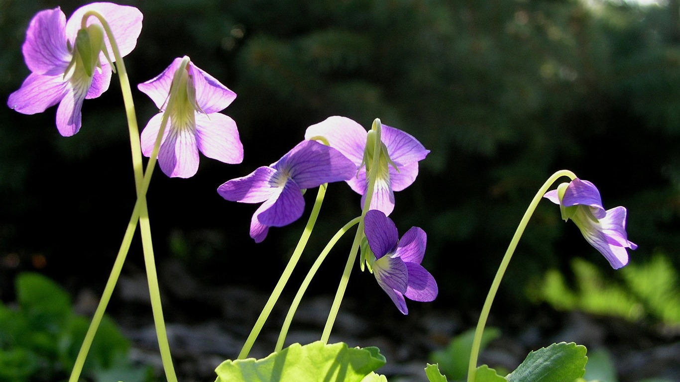 flores y plantas frescas de primavera fondos de pantalla con temas #10 - 1366x768