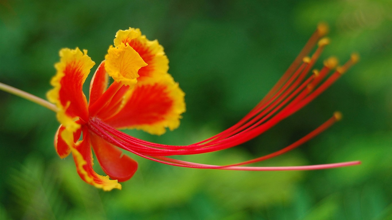 flores y plantas frescas de primavera fondos de pantalla con temas #12 - 1366x768