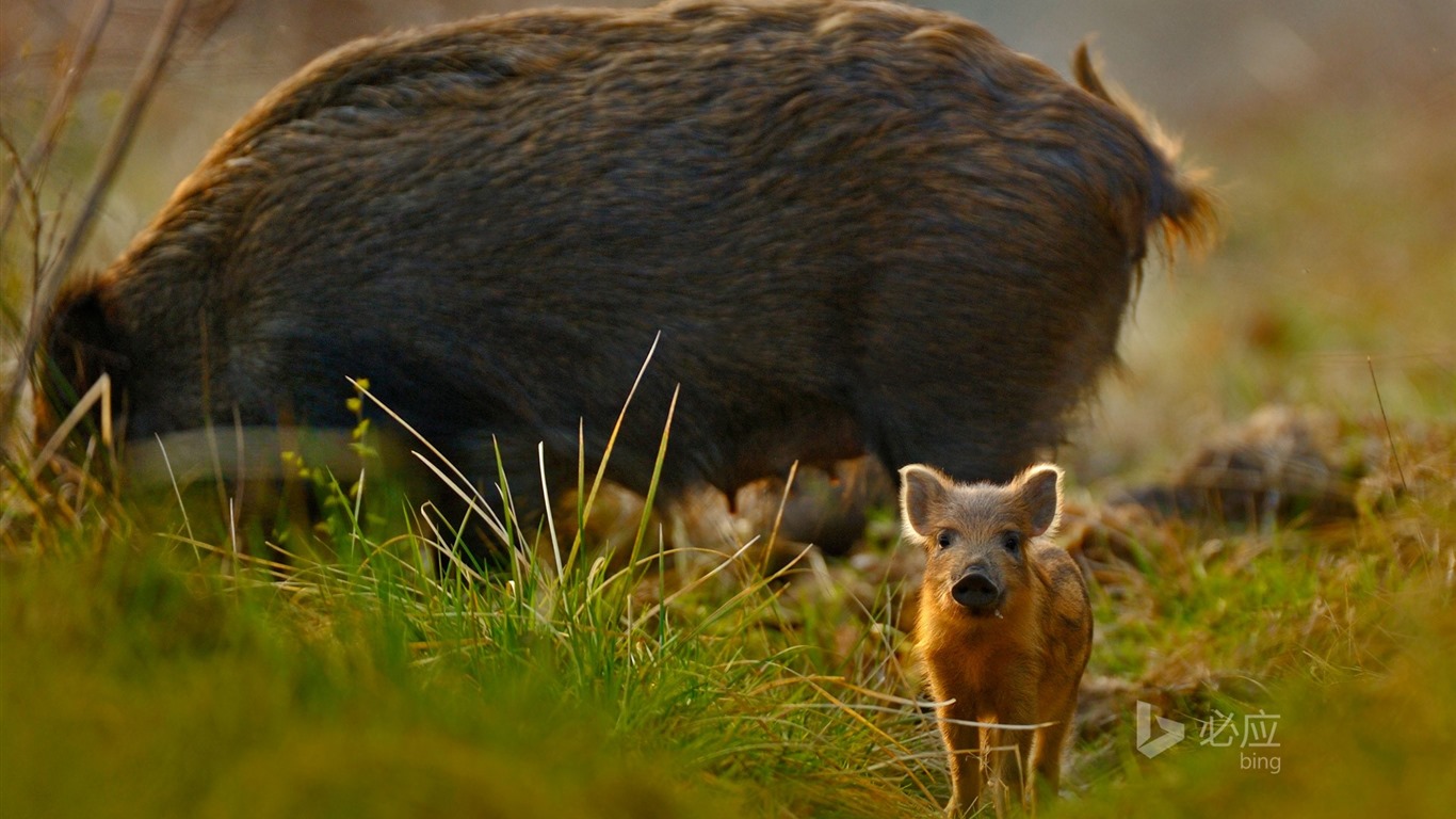 Febrero de 2016 fondos de pantalla HD tema de Bing #34 - 1366x768