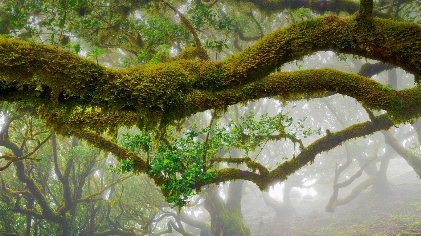 Března 2016 Bing téma HD tapety na plochu #23 - 1366x768