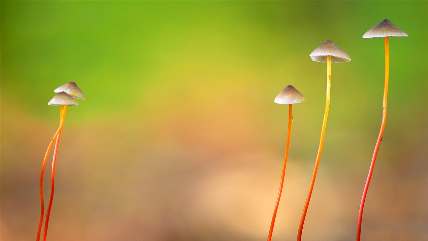 Března 2016 Bing téma HD tapety na plochu #32 - 1366x768