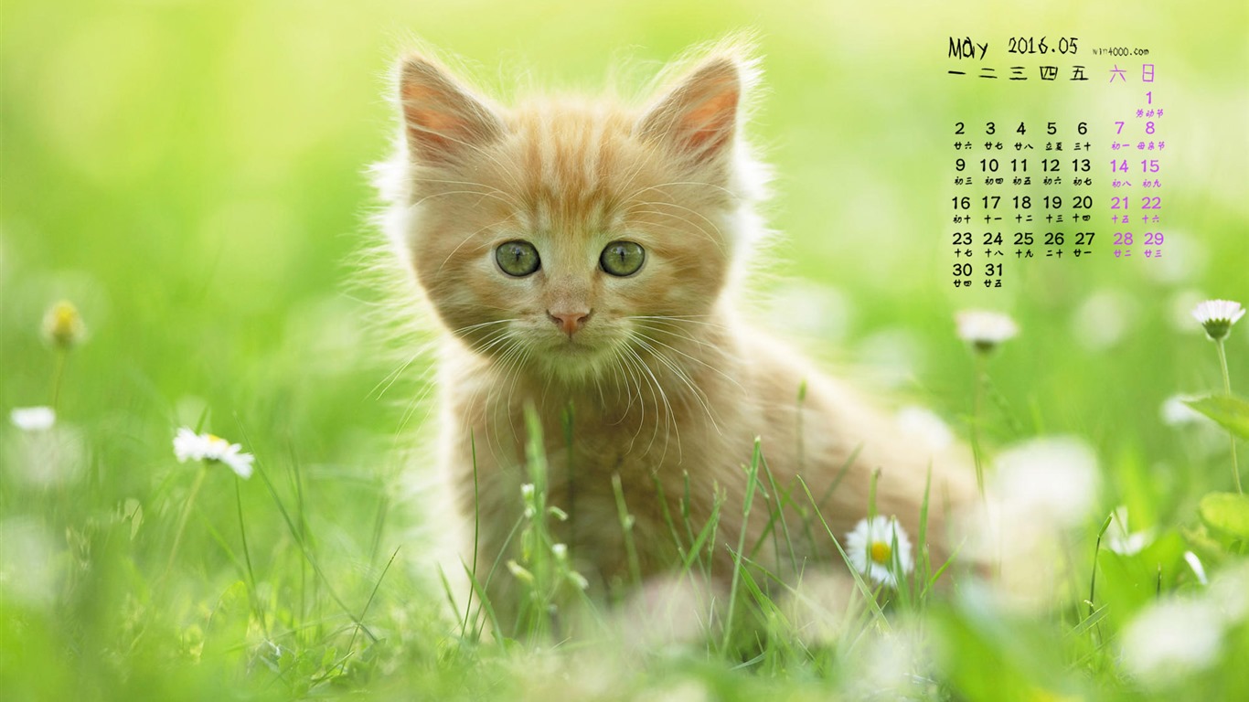2016年5月 月曆壁紙(一) #10 - 1366x768