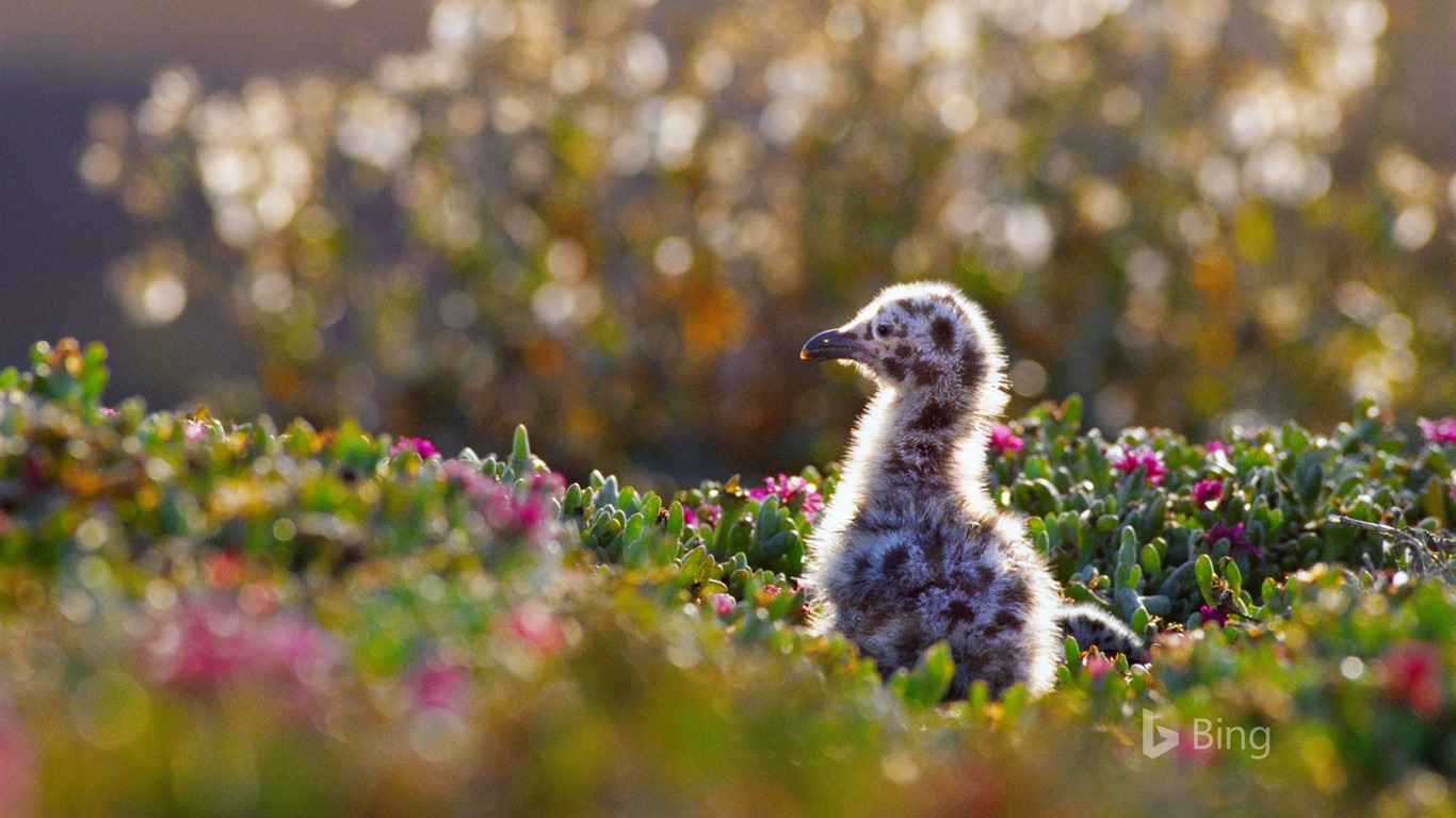 Abril de 2016 fondos de pantalla HD tema de Bing #19 - 1366x768