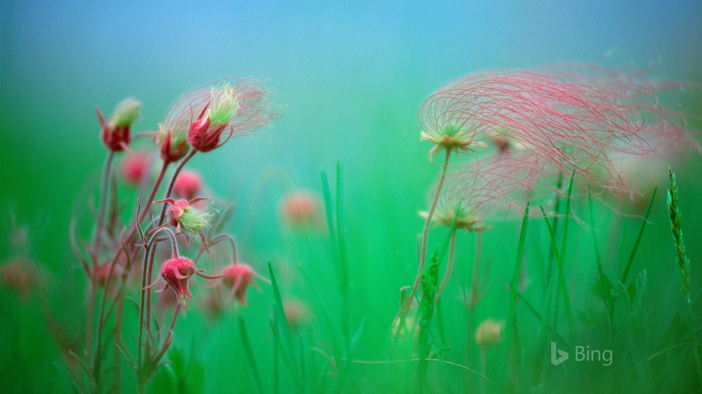 Duben 2016 Bing téma HD tapety na plochu #28 - 1366x768