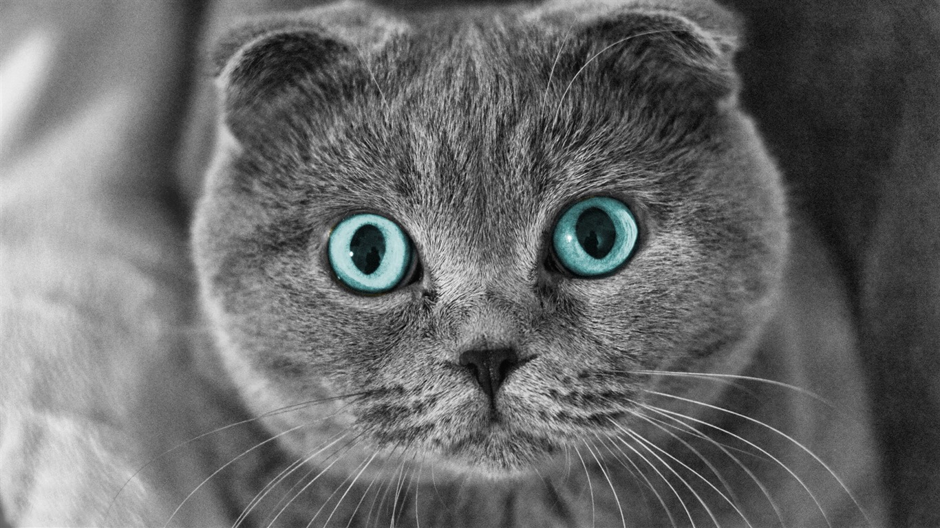 Roztomilé domácí zvířata, Scottish Fold kočka HD tapety na plochu #1 - 1366x768