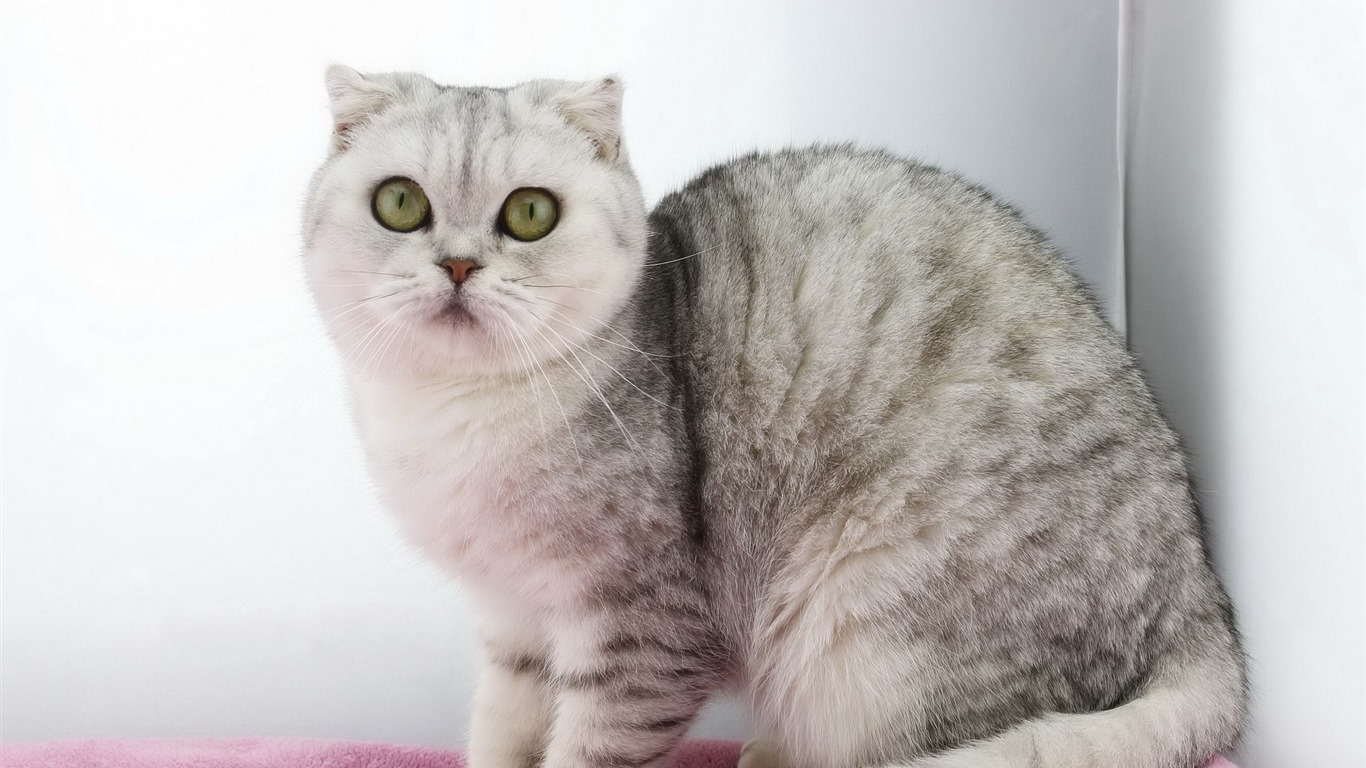 Roztomilé domácí zvířata, Scottish Fold kočka HD tapety na plochu #4 - 1366x768