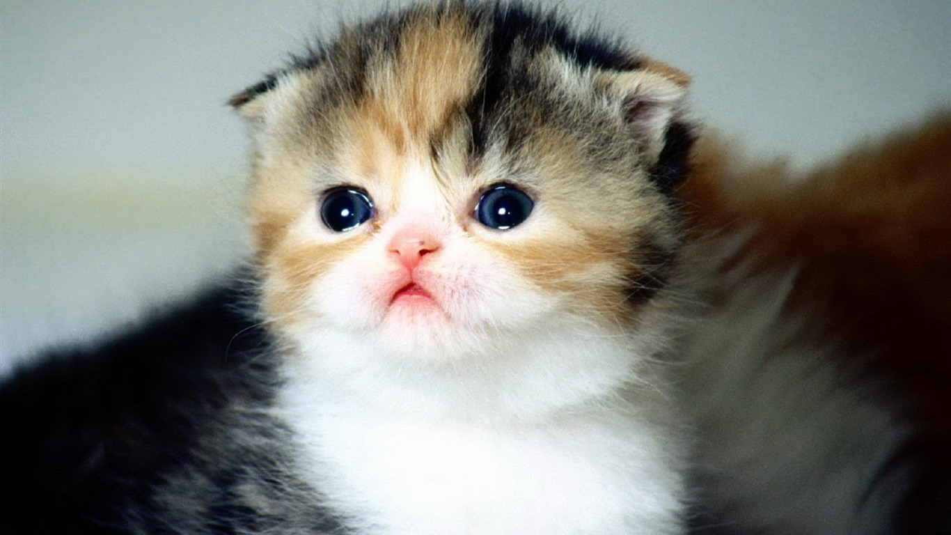 Roztomilé domácí zvířata, Scottish Fold kočka HD tapety na plochu #8 - 1366x768