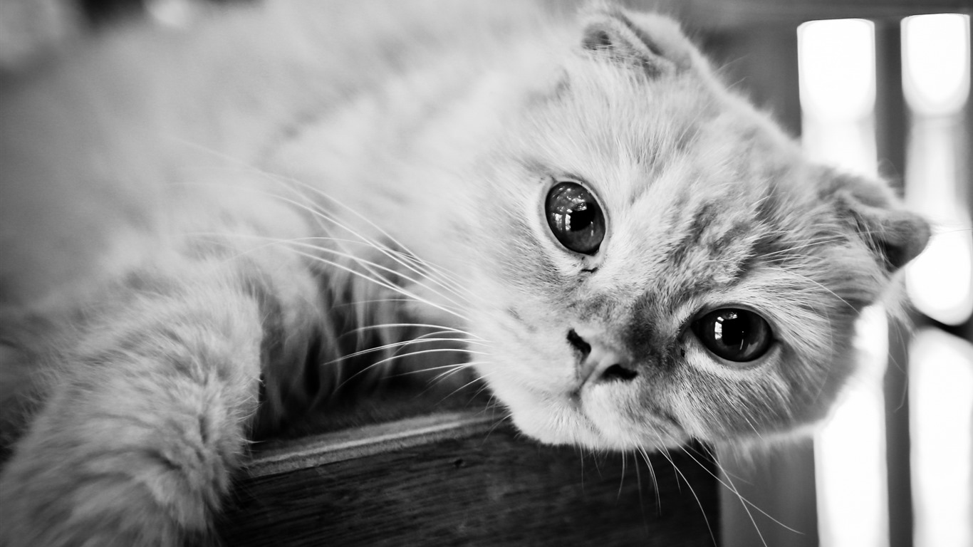 Roztomilé domácí zvířata, Scottish Fold kočka HD tapety na plochu #10 - 1366x768