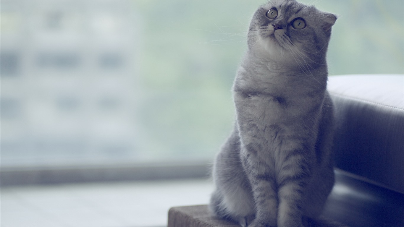 Roztomilé domácí zvířata, Scottish Fold kočka HD tapety na plochu #12 - 1366x768