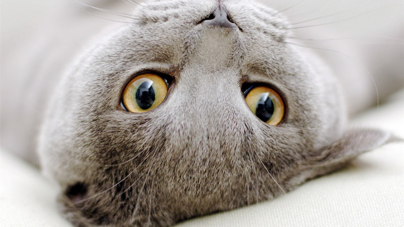 Roztomilé domácí zvířata, Scottish Fold kočka HD tapety na plochu #19 - 1366x768