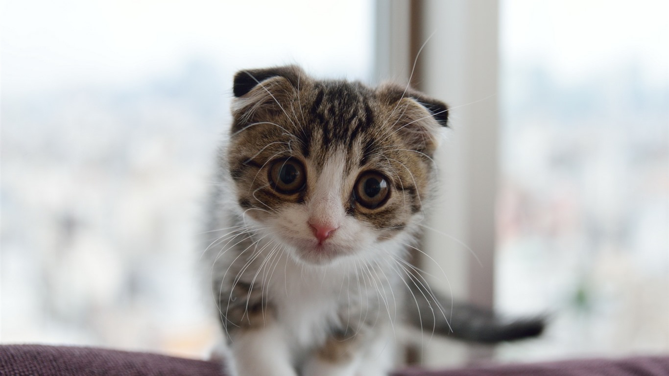 Cute pets, Scottish Fold cat HD wallpapers #23 - 1366x768