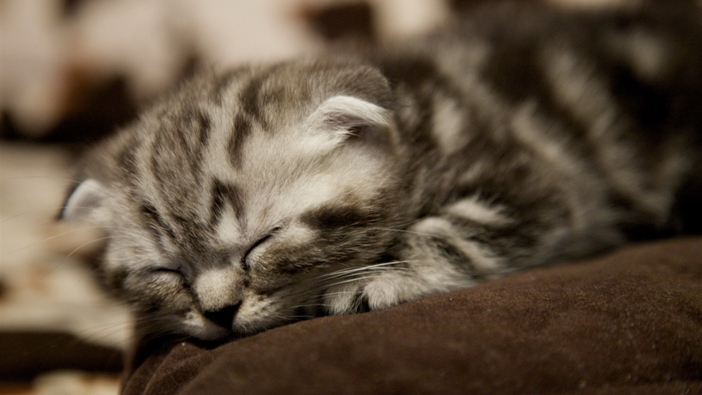 Roztomilé domácí zvířata, Scottish Fold kočka HD tapety na plochu #24 - 1366x768