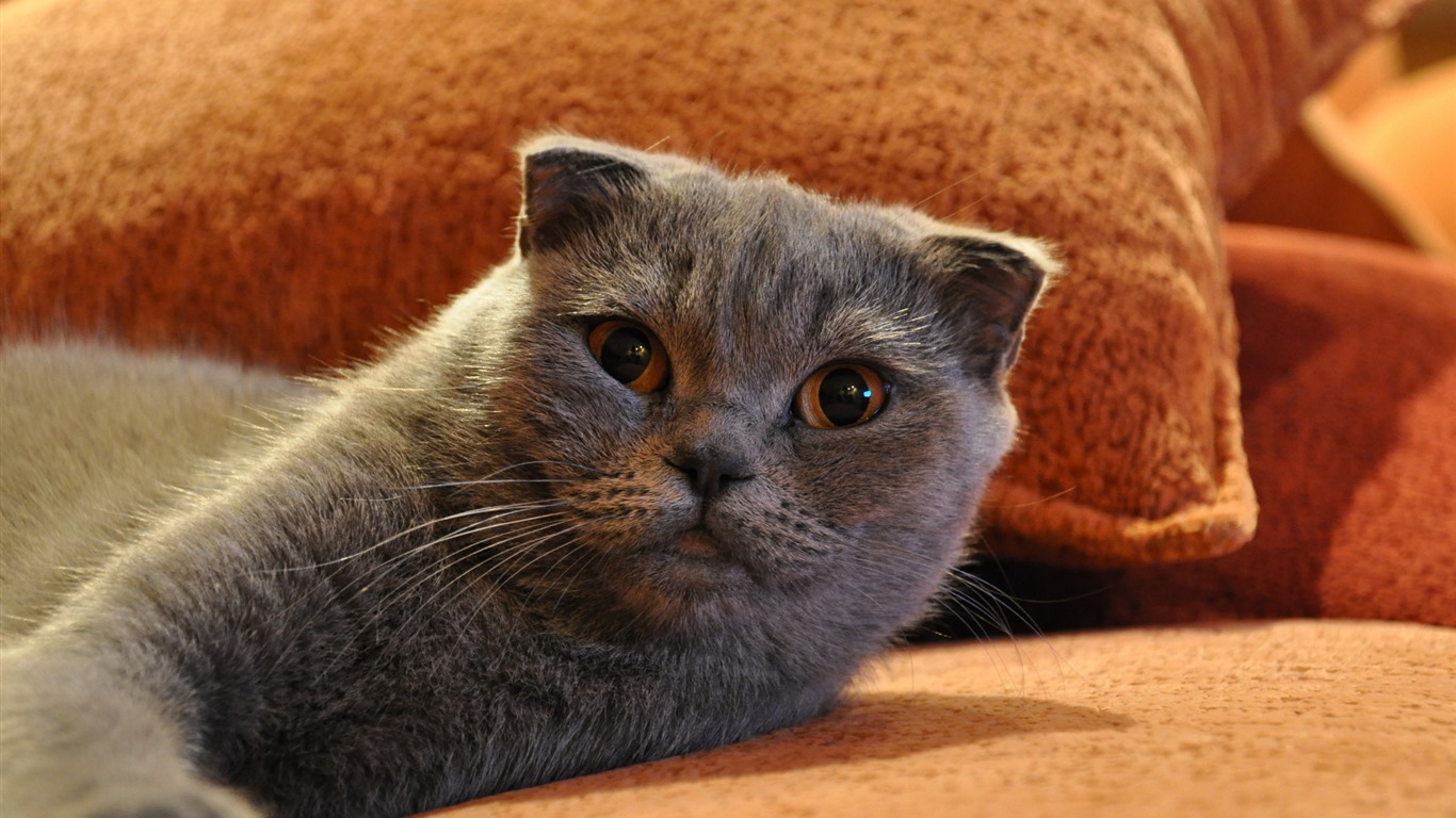 Roztomilé domácí zvířata, Scottish Fold kočka HD tapety na plochu #25 - 1366x768