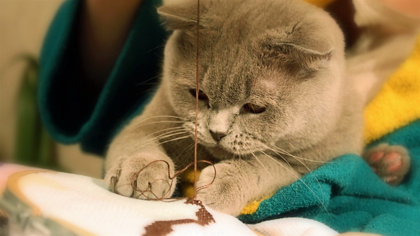 Roztomilé domácí zvířata, Scottish Fold kočka HD tapety na plochu #26 - 1366x768