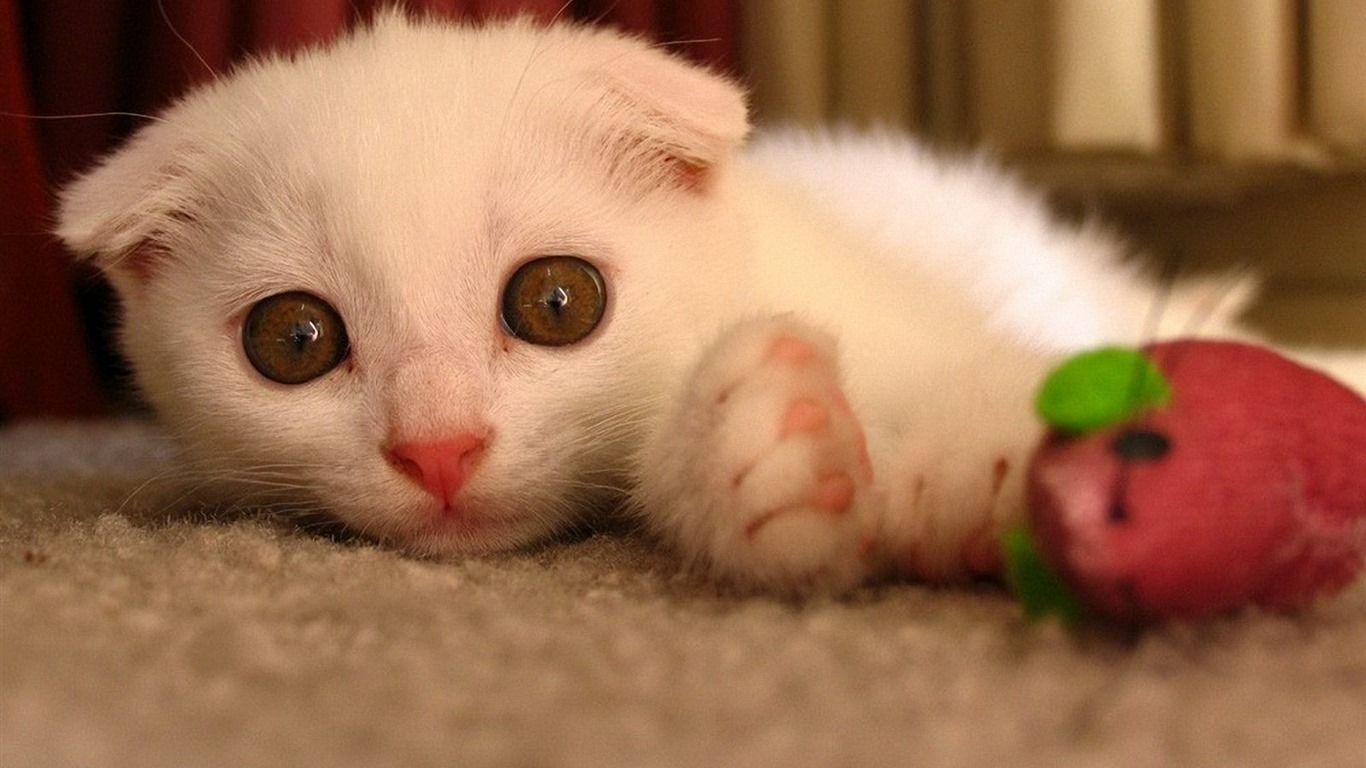 Roztomilé domácí zvířata, Scottish Fold kočka HD tapety na plochu #30 - 1366x768