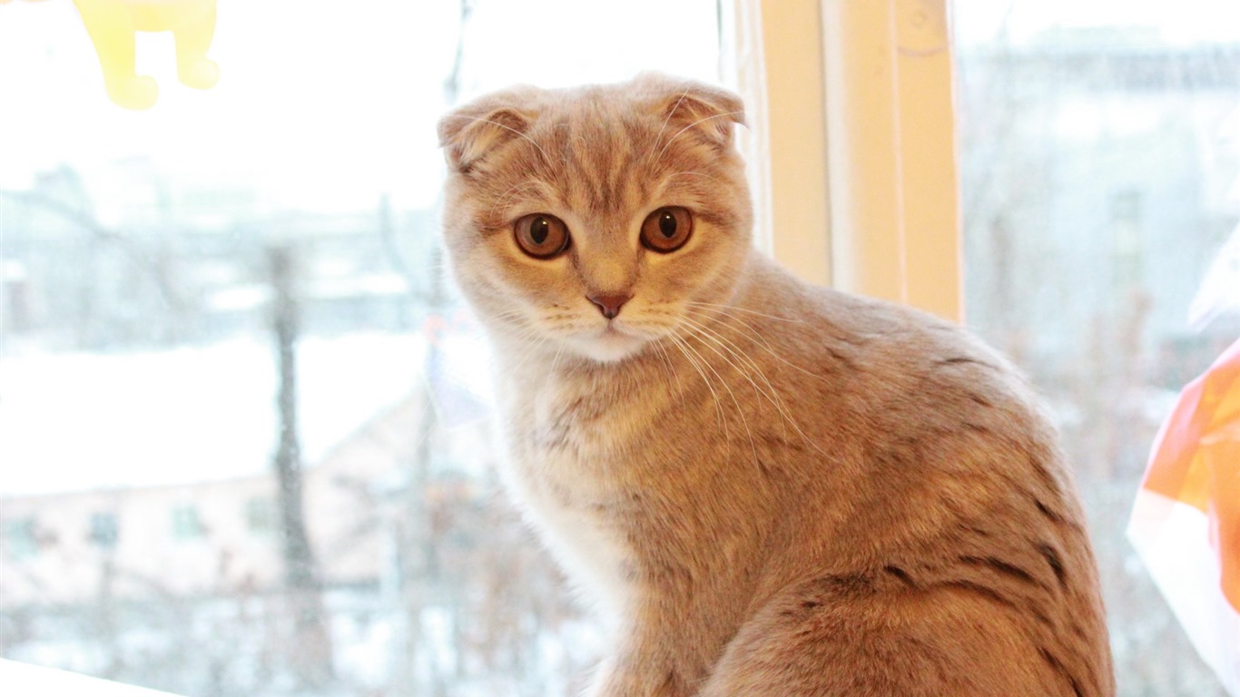 Roztomilé domácí zvířata, Scottish Fold kočka HD tapety na plochu #31 - 1366x768