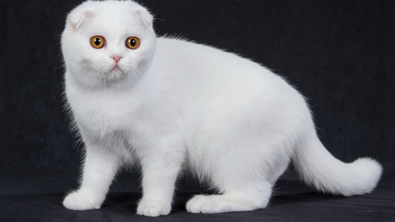 Roztomilé domácí zvířata, Scottish Fold kočka HD tapety na plochu #39 - 1366x768
