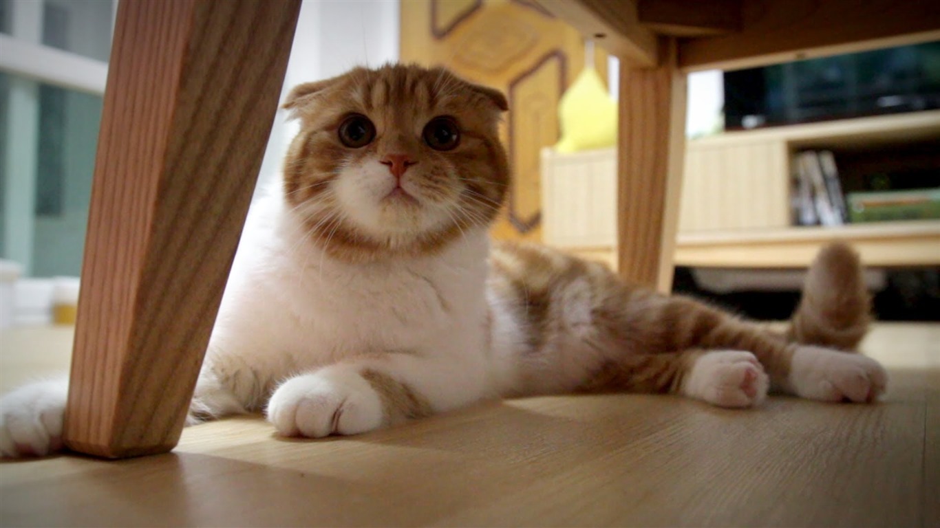 Cute pets, Scottish Fold cat HD wallpapers #40 - 1366x768
