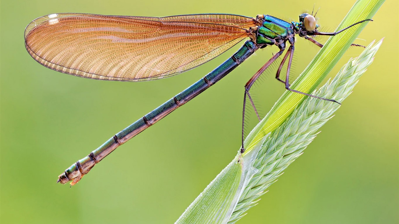 Insect close-up, dragonfly HD wallpapers #2 - 1366x768