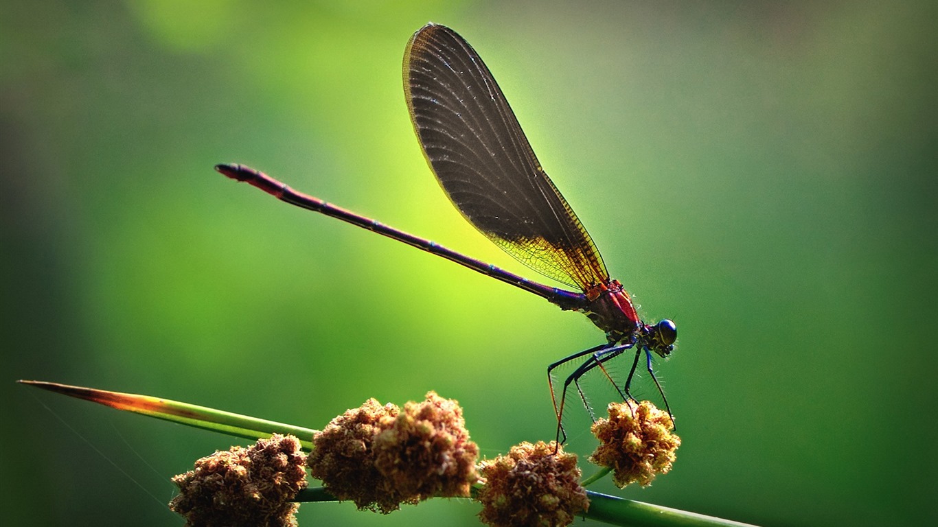 Insect close-up, dragonfly HD wallpapers #3 - 1366x768