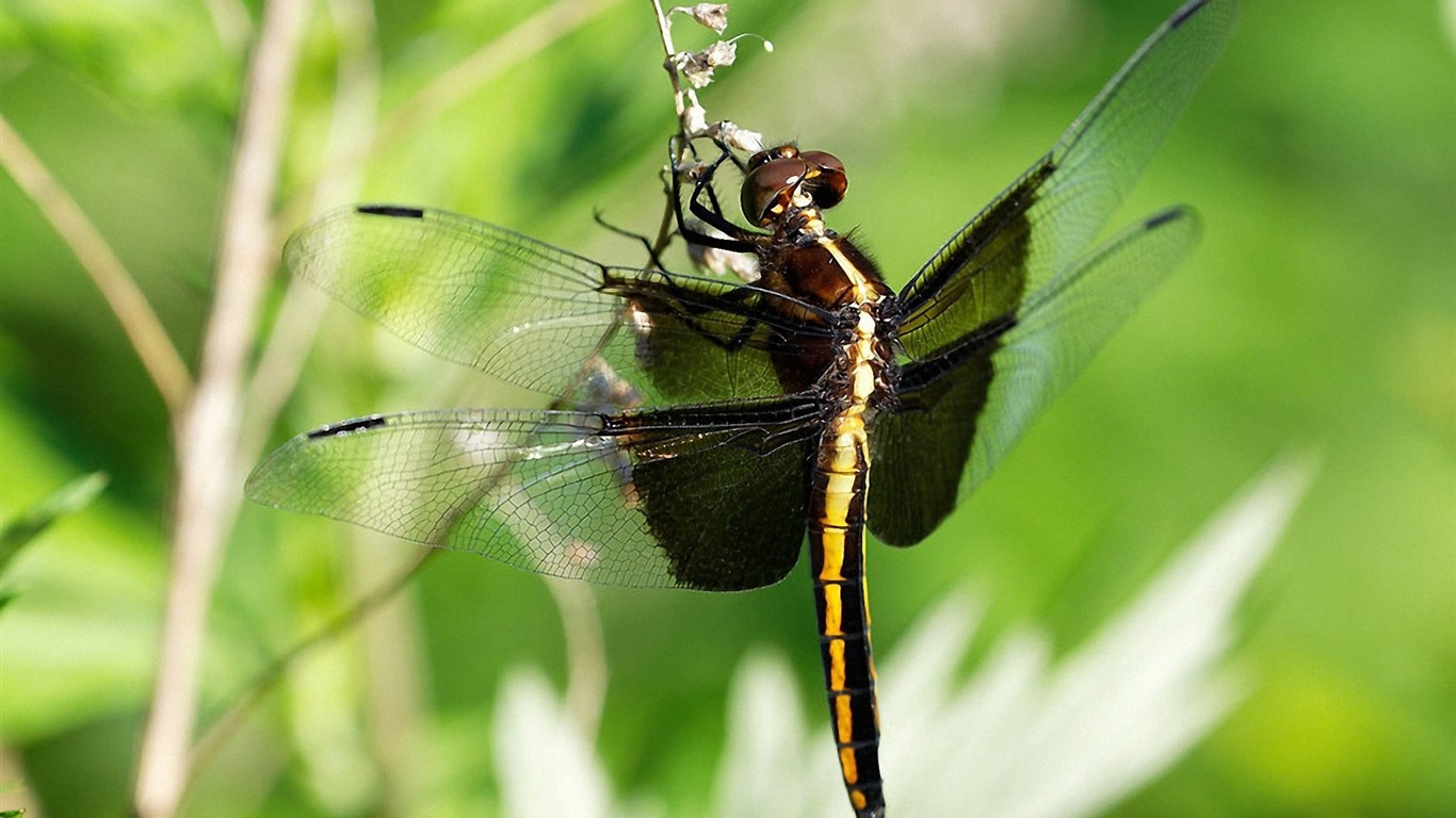 Insectos primer plano, fondos de pantalla de alta definición de la libélula #5 - 1366x768