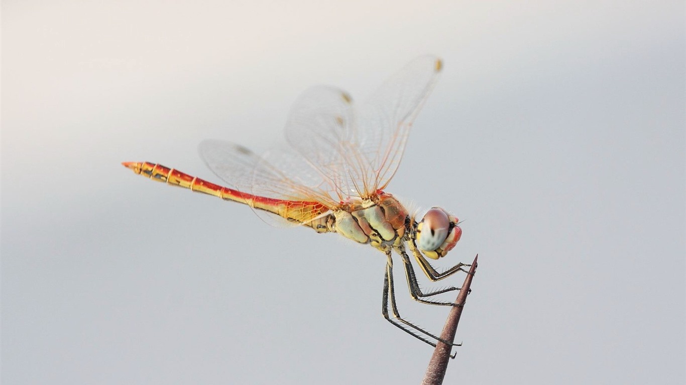 Insect close-up, dragonfly HD wallpapers #6 - 1366x768