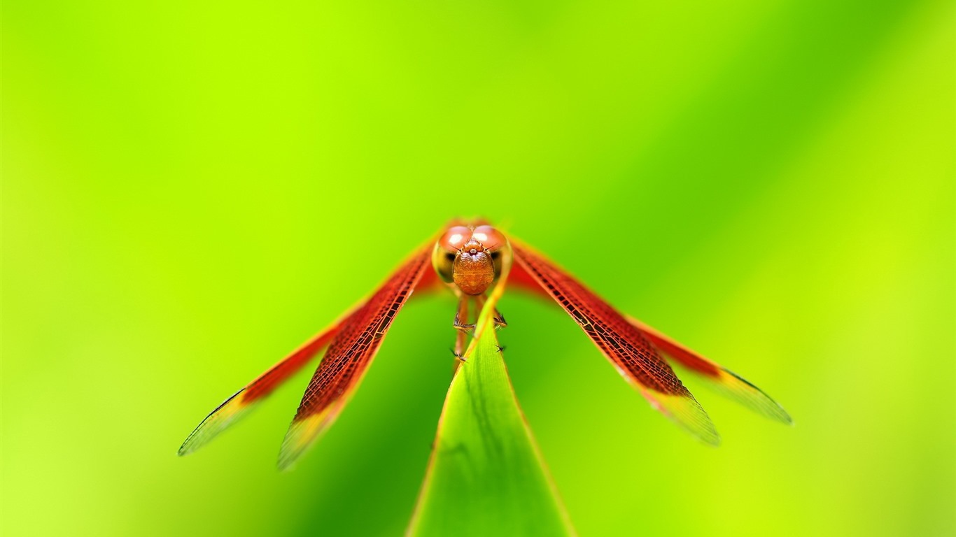昆蟲特寫，蜻蜓高清壁紙 #7 - 1366x768