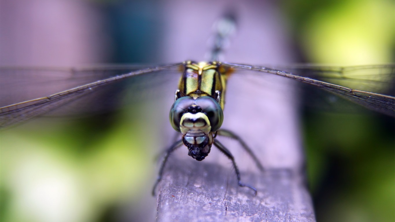 Insect close-up, dragonfly HD wallpapers #8 - 1366x768