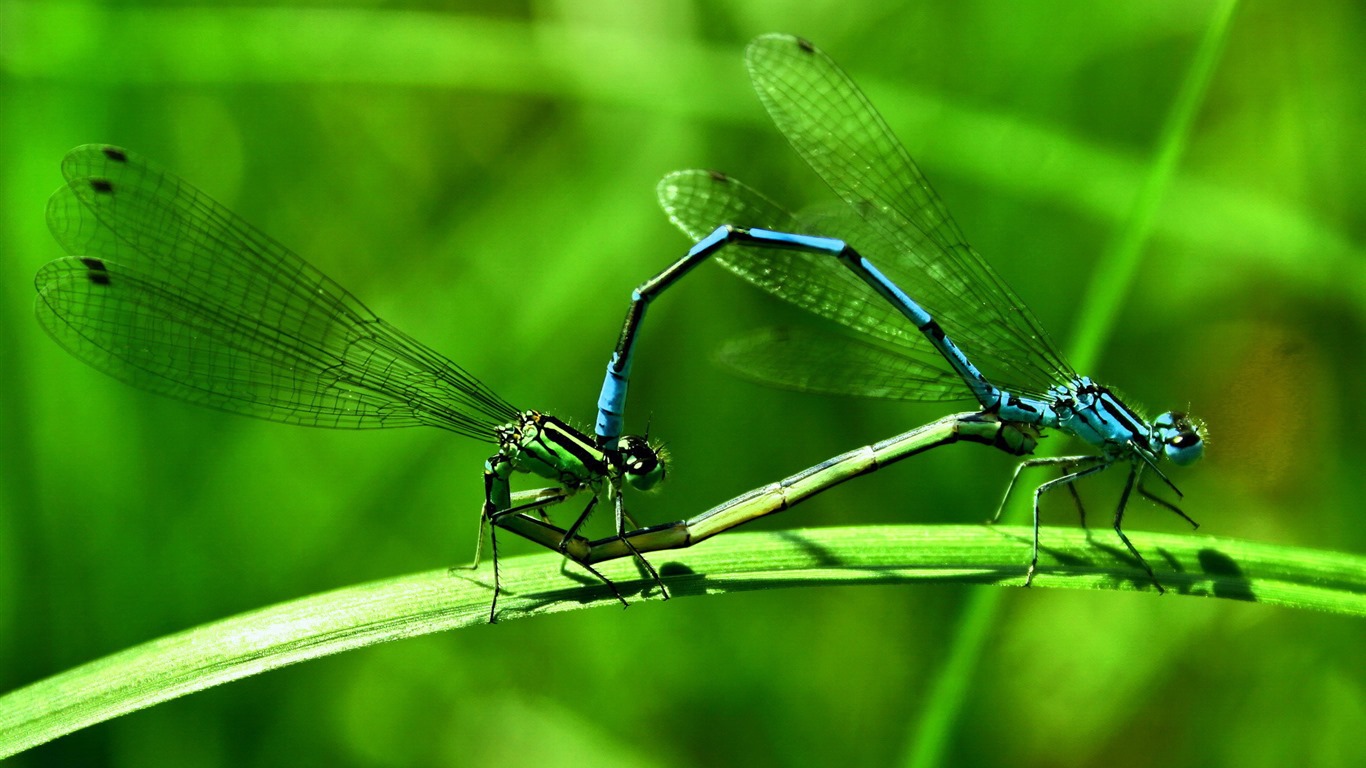 Insect close-up, dragonfly HD wallpapers #14 - 1366x768
