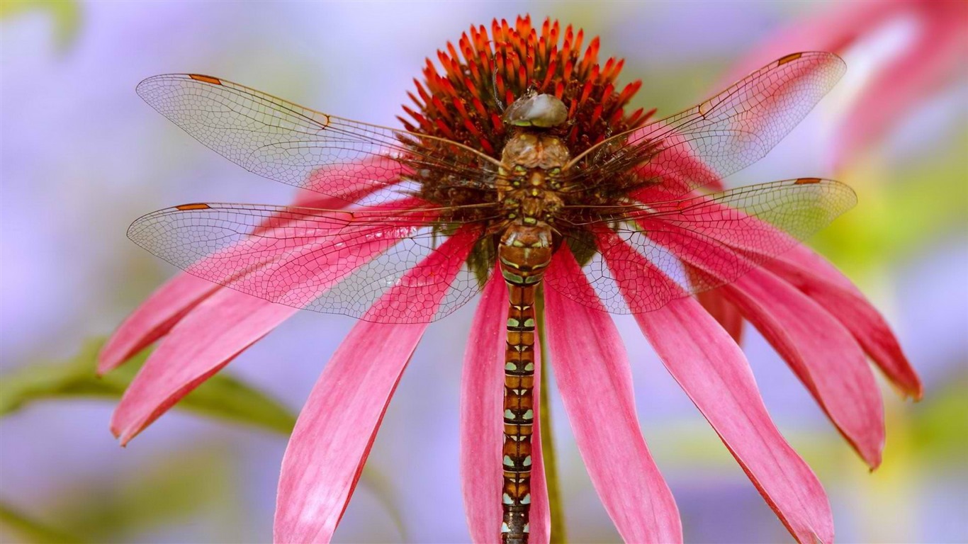 Insectos primer plano, fondos de pantalla de alta definición de la libélula #20 - 1366x768