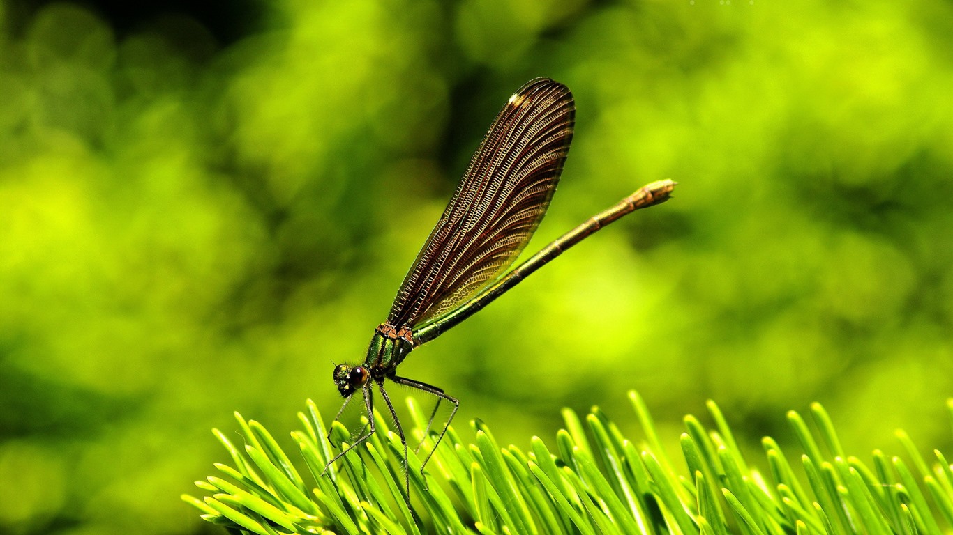 Insectos primer plano, fondos de pantalla de alta definición de la libélula #23 - 1366x768