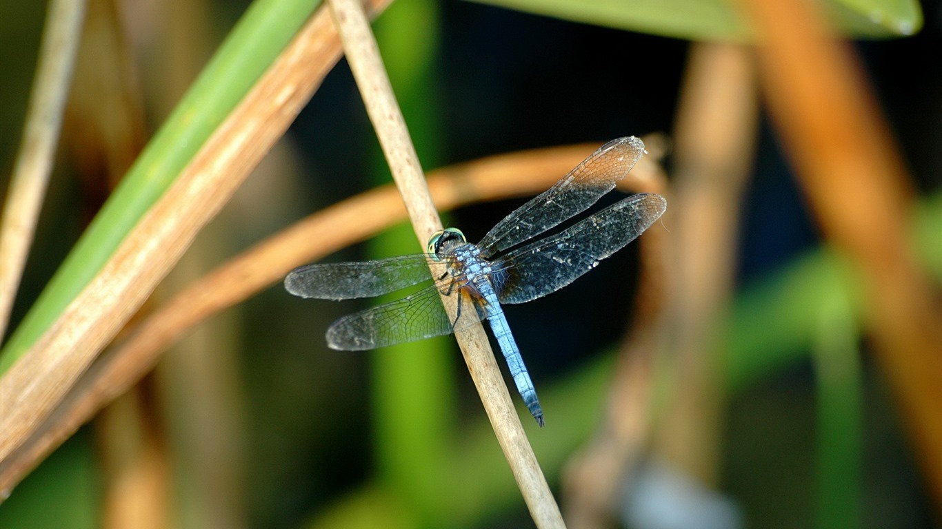 昆虫特写，蜻蜓高清壁纸26 - 1366x768