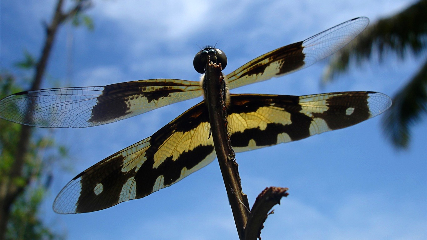 Insectos primer plano, fondos de pantalla de alta definición de la libélula #27 - 1366x768