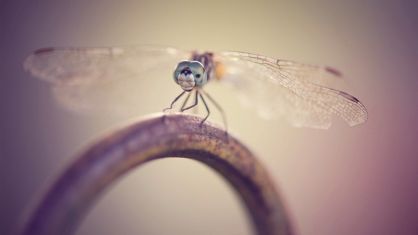 Insectos primer plano, fondos de pantalla de alta definición de la libélula #28 - 1366x768