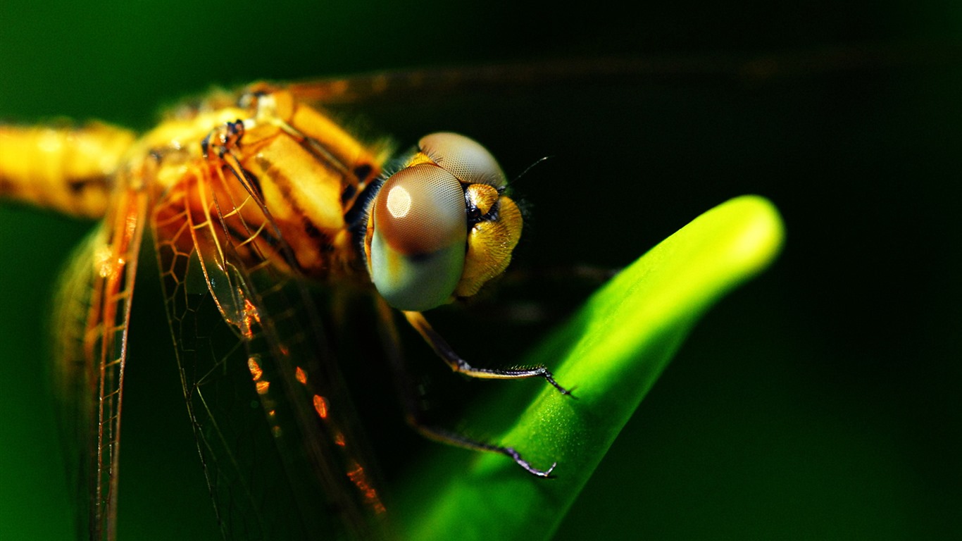 昆虫特写，蜻蜓高清壁纸29 - 1366x768