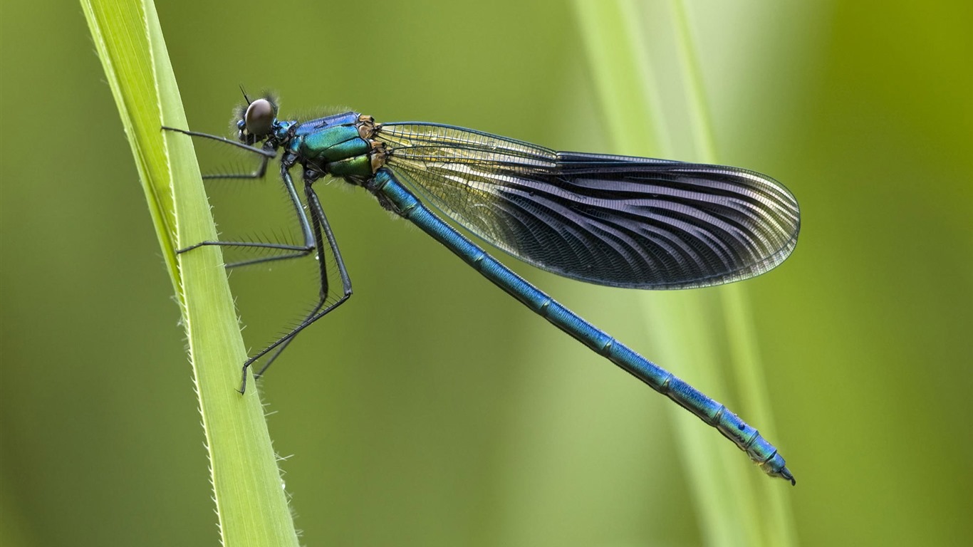 Insectos primer plano, fondos de pantalla de alta definición de la libélula #30 - 1366x768