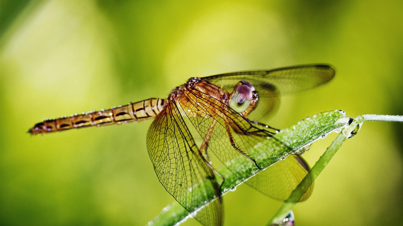 Insectos primer plano, fondos de pantalla de alta definición de la libélula #33 - 1366x768