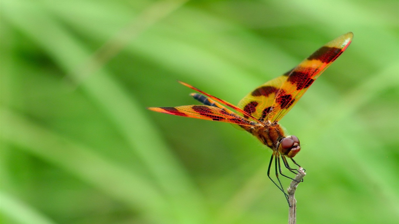 Insectos primer plano, fondos de pantalla de alta definición de la libélula #34 - 1366x768