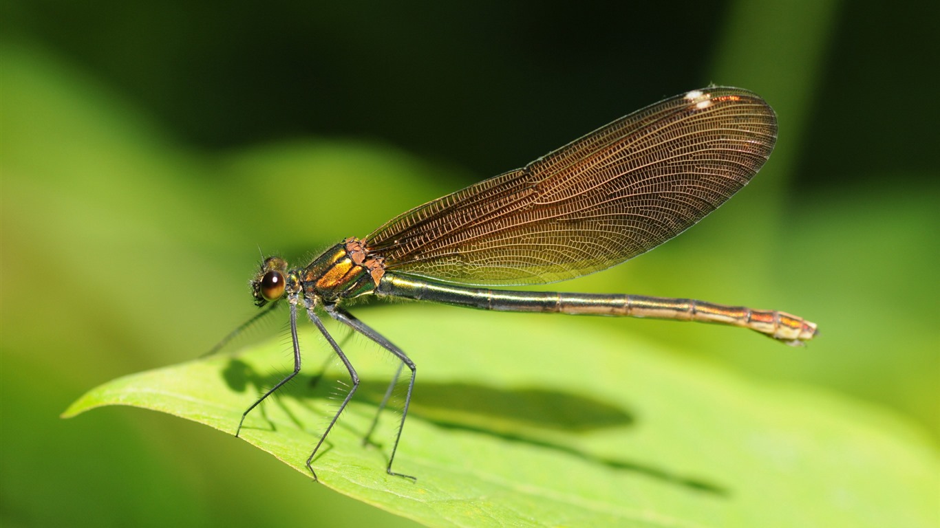 Insekt close-up, Libelle HD Wallpaper #36 - 1366x768