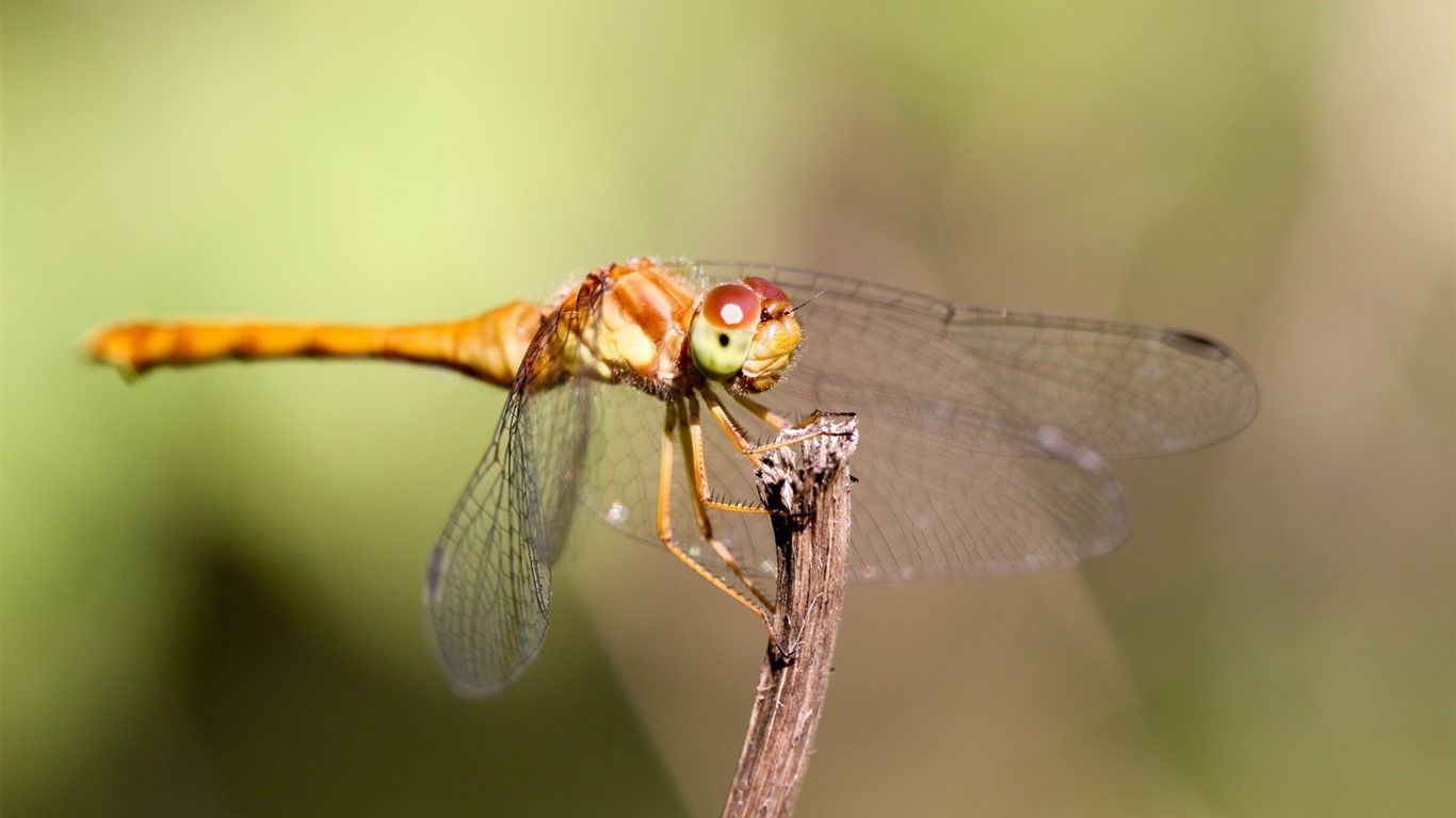 Insectos primer plano, fondos de pantalla de alta definición de la libélula #37 - 1366x768