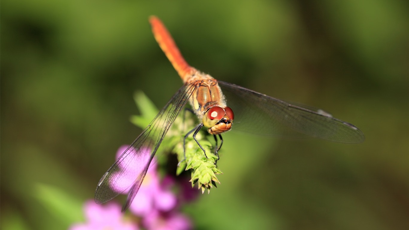 Insectos primer plano, fondos de pantalla de alta definición de la libélula #38 - 1366x768