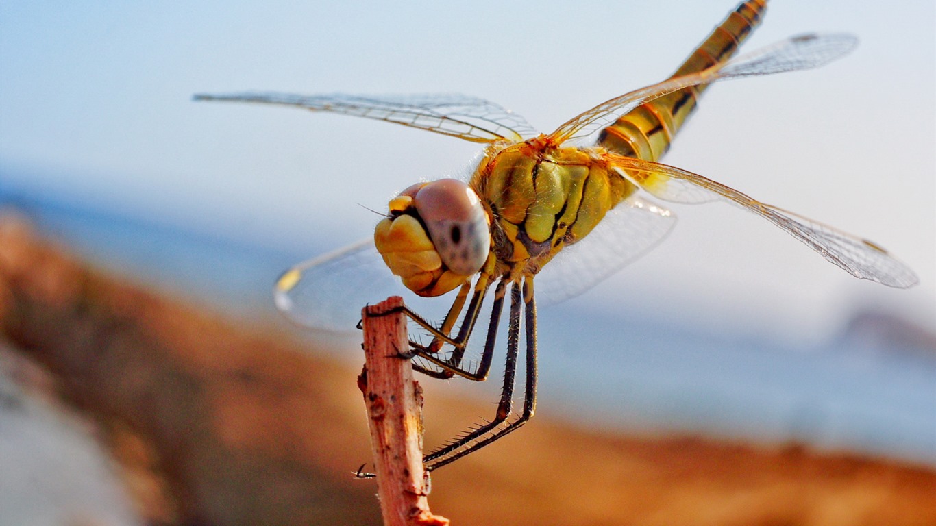 Insectos primer plano, fondos de pantalla de alta definición de la libélula #39 - 1366x768