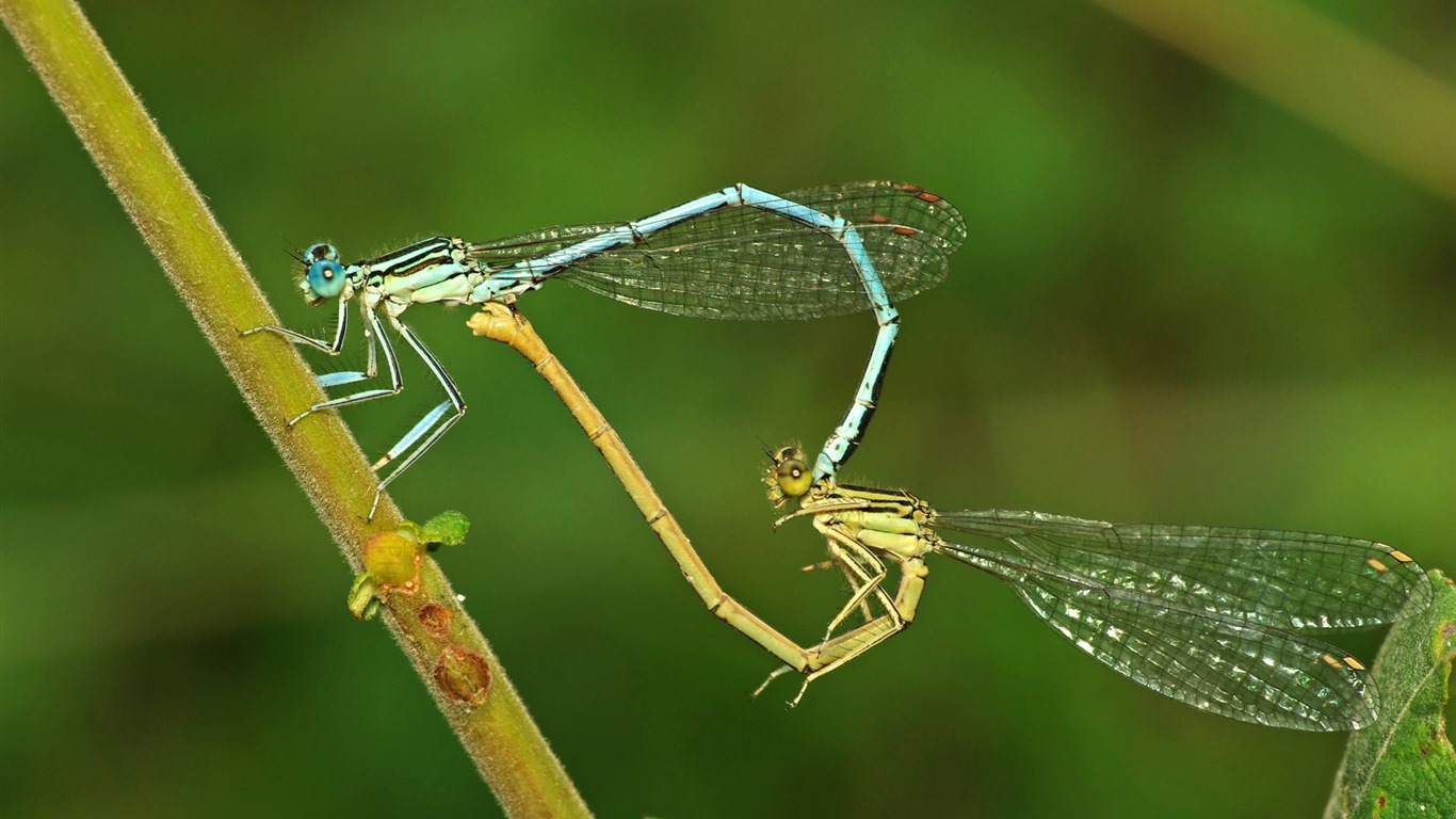 Insectos primer plano, fondos de pantalla de alta definición de la libélula #40 - 1366x768