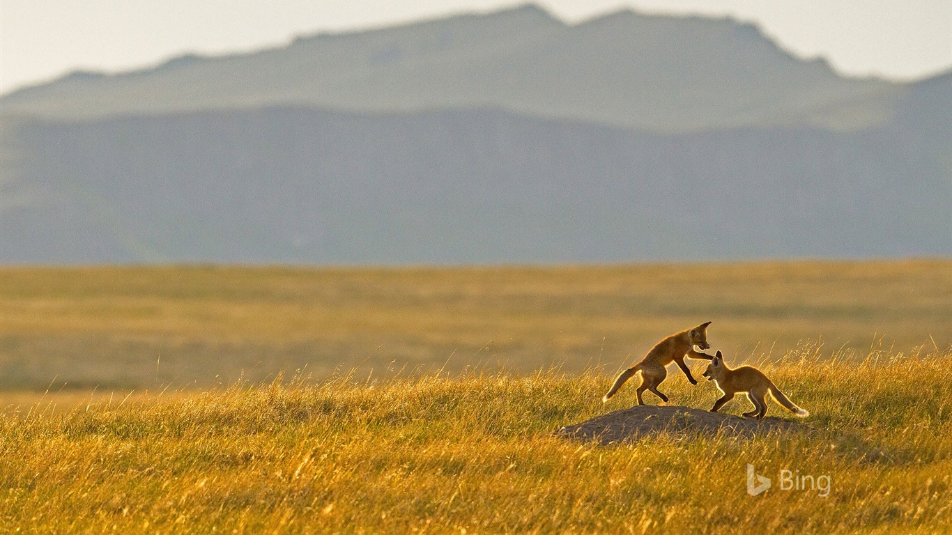 Mai 2016 fonds d'écran Bing thème HD #16 - 1366x768