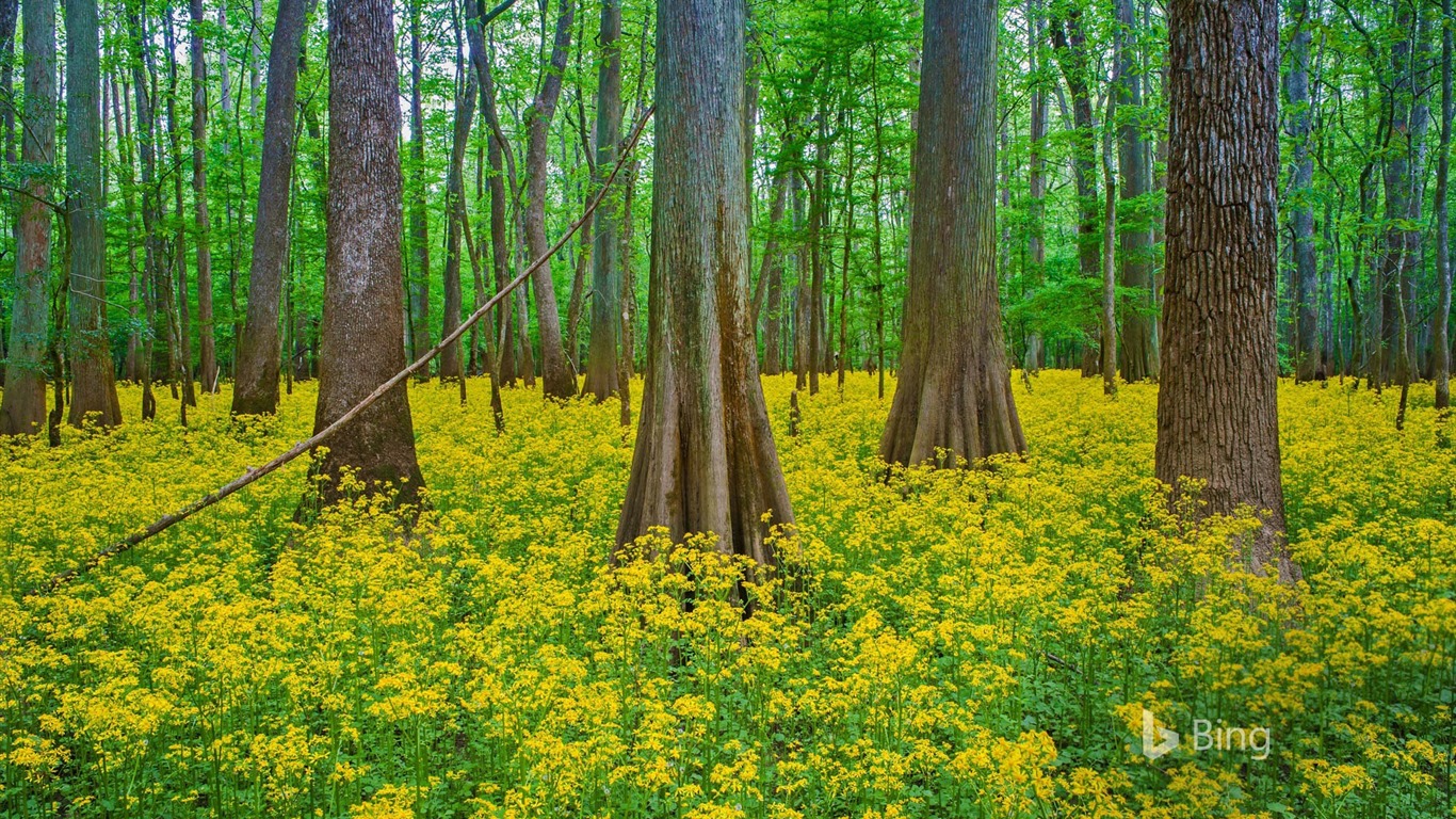 Května 2016 Bing téma HD tapety na plochu #22 - 1366x768