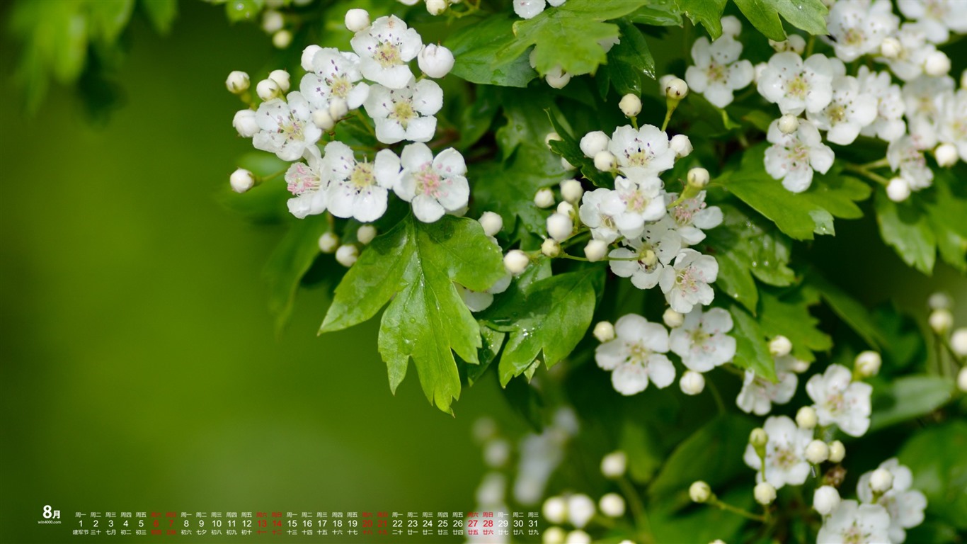 2016年8月 日曆壁紙(一) #5 - 1366x768